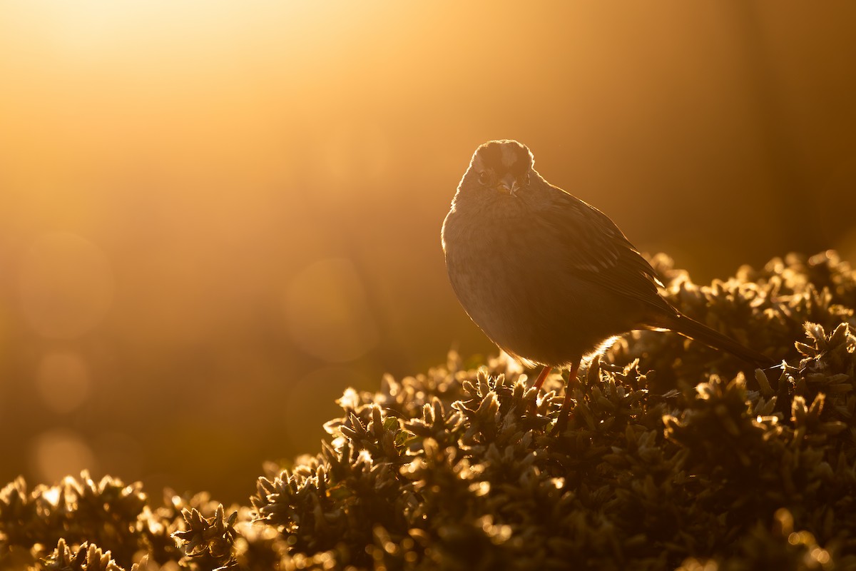 White-crowned Sparrow (nuttalli) - ML643374471