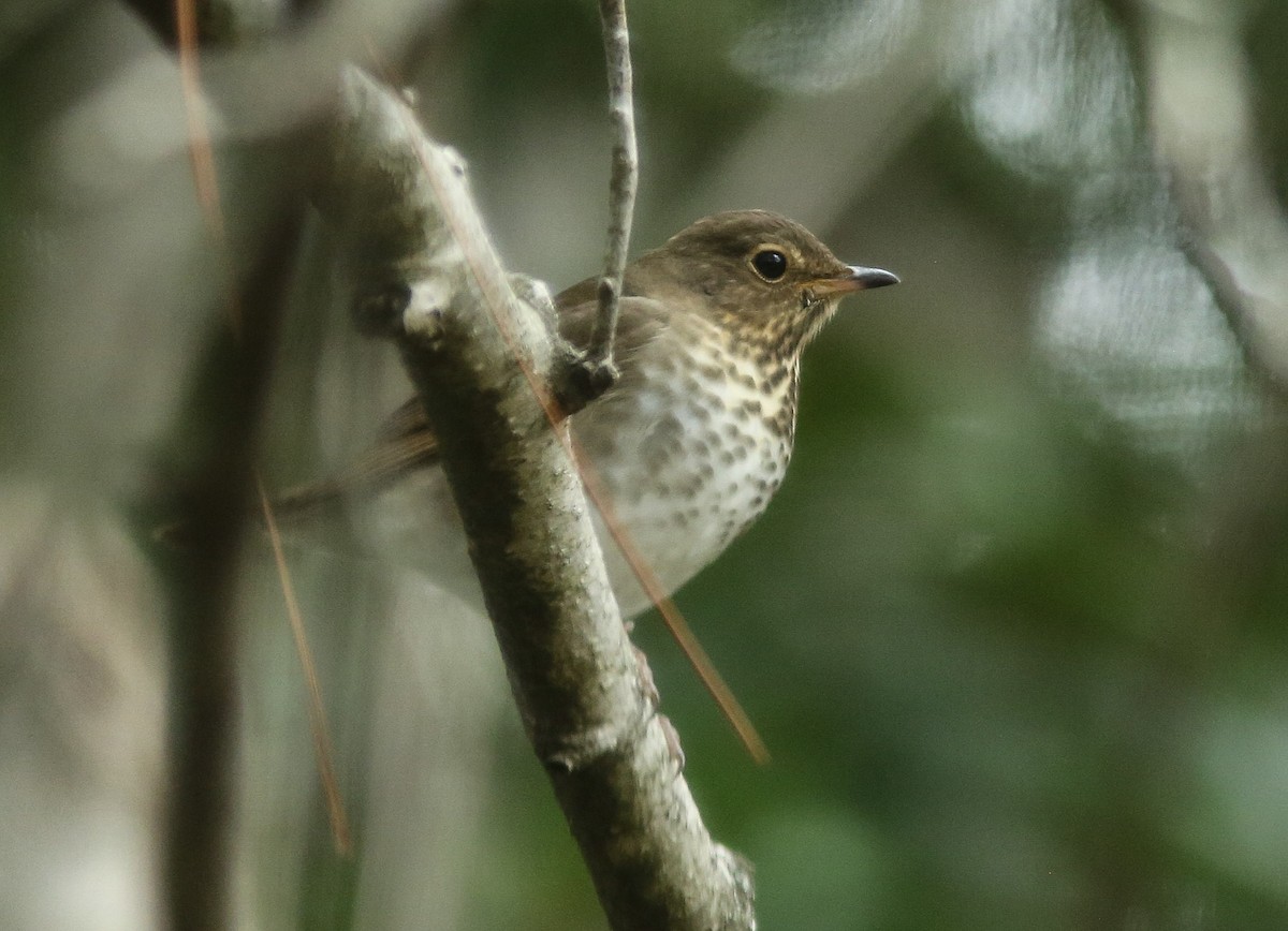 Swainson's Thrush - ML643374508