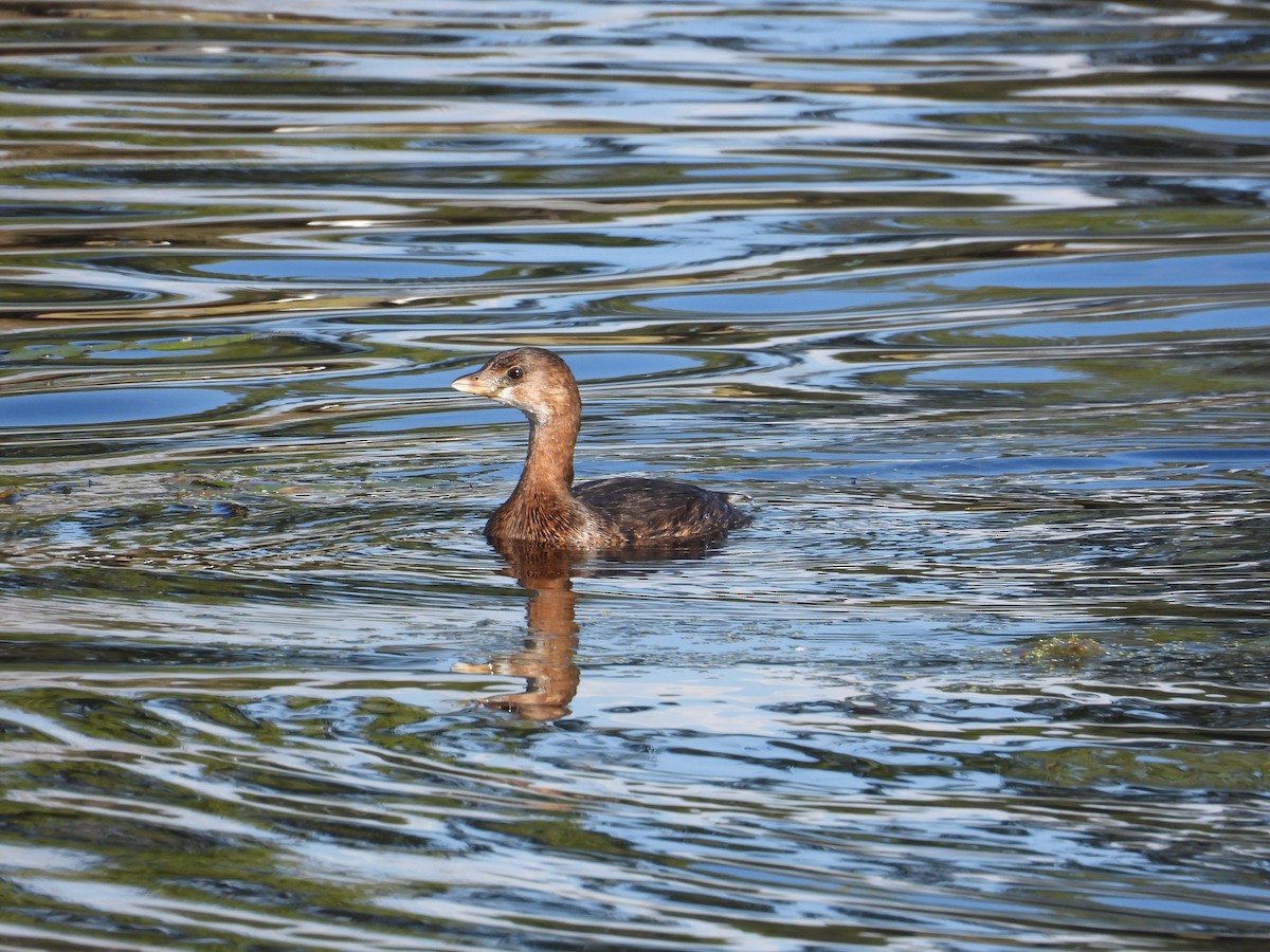 Pied-billed Grebe - ML643374533