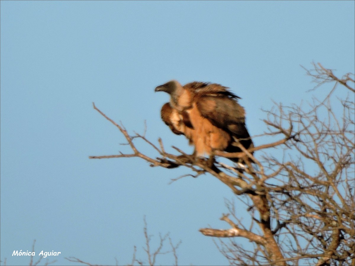 White-backed Vulture - ML643374537