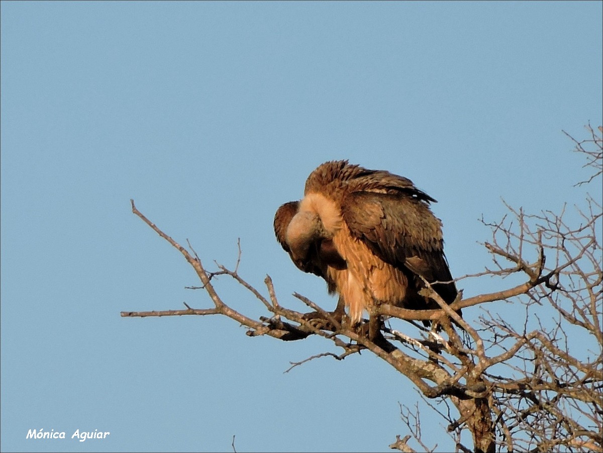 White-backed Vulture - ML643374538