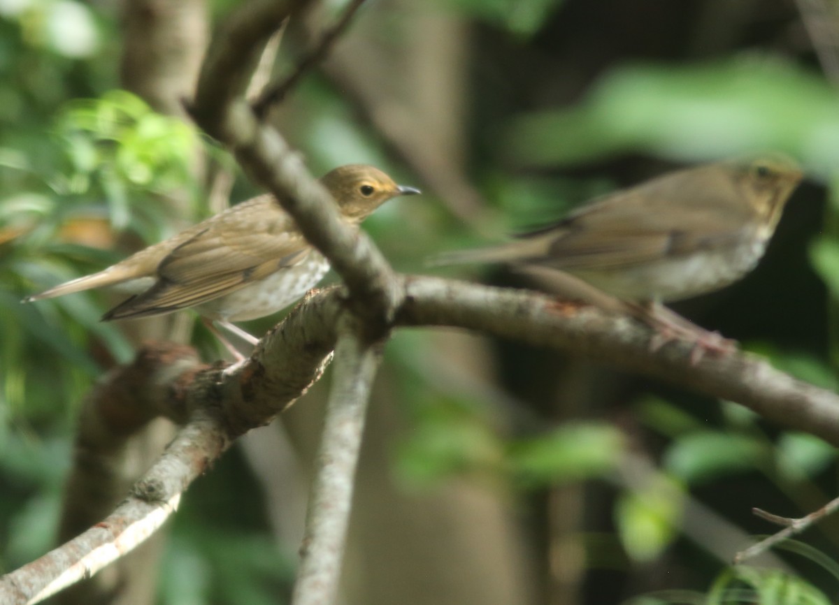 Swainson's Thrush - ML643374544