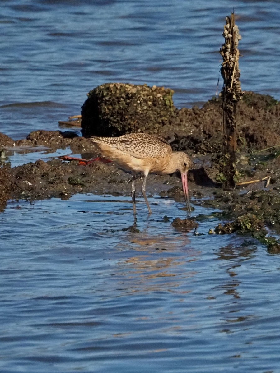 Marbled Godwit - ML643374552