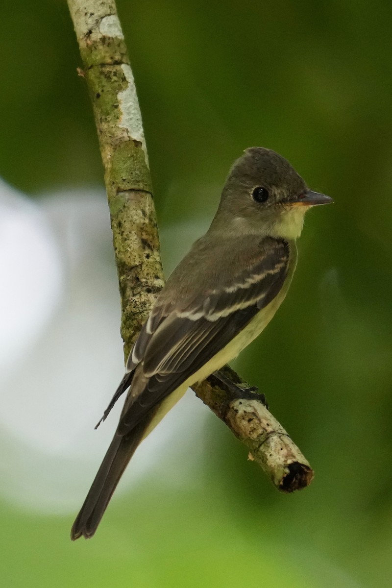 Moucherolle des aulnes ou M. des saules - ML643374560