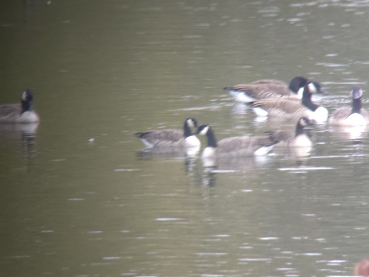 Cackling Goose - ML643374567