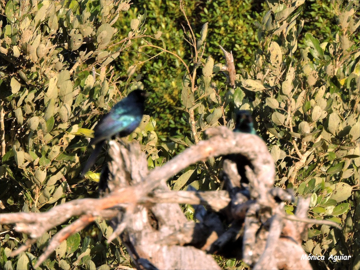 Cape Starling - ML643374593