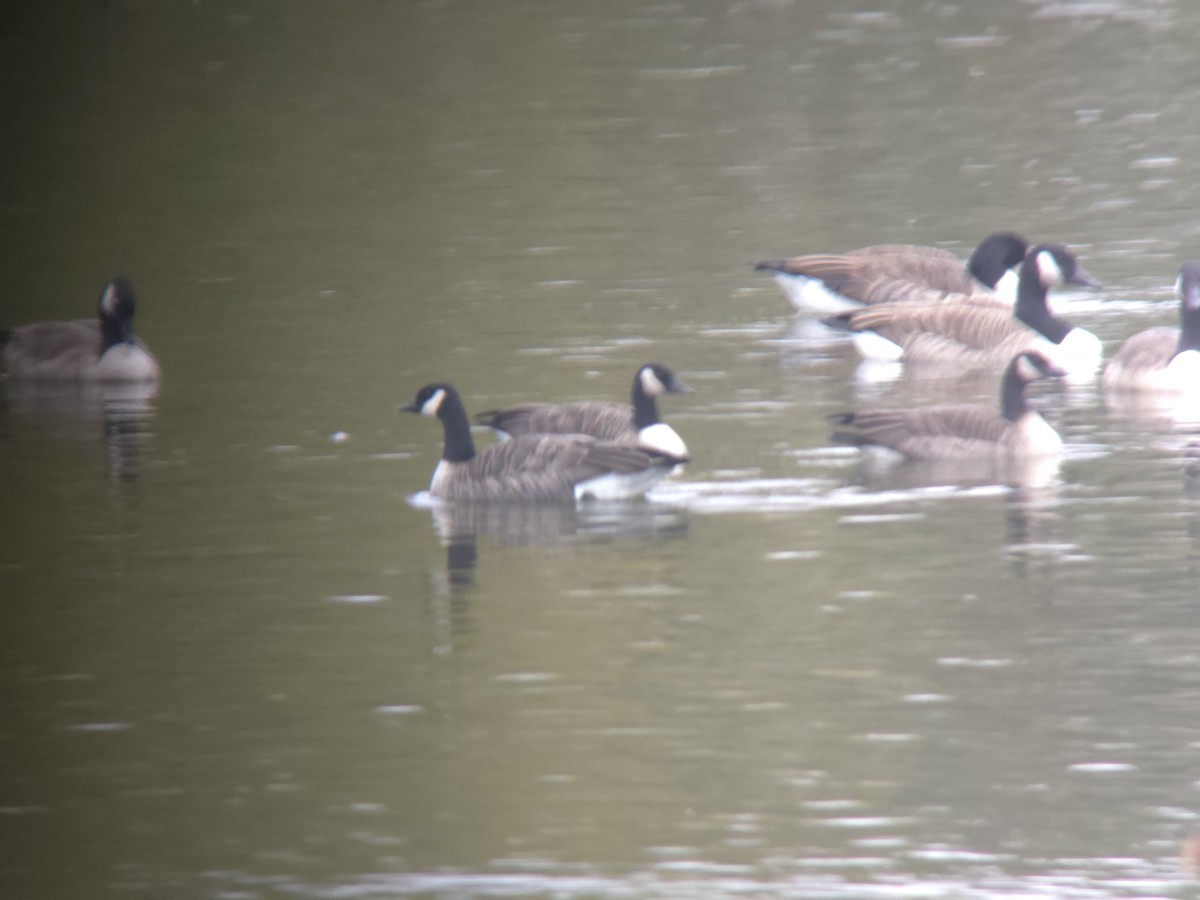 Cackling Goose - ML643374624