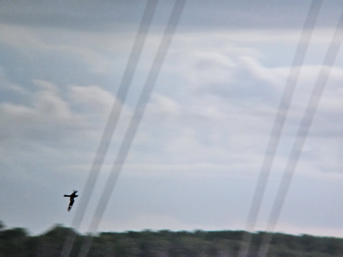 Common Nighthawk - ML643374665