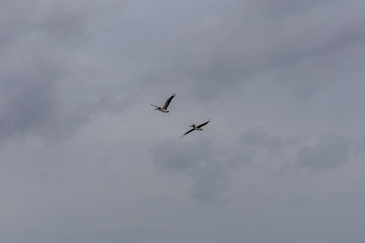 Brown Pelican - ML643374678