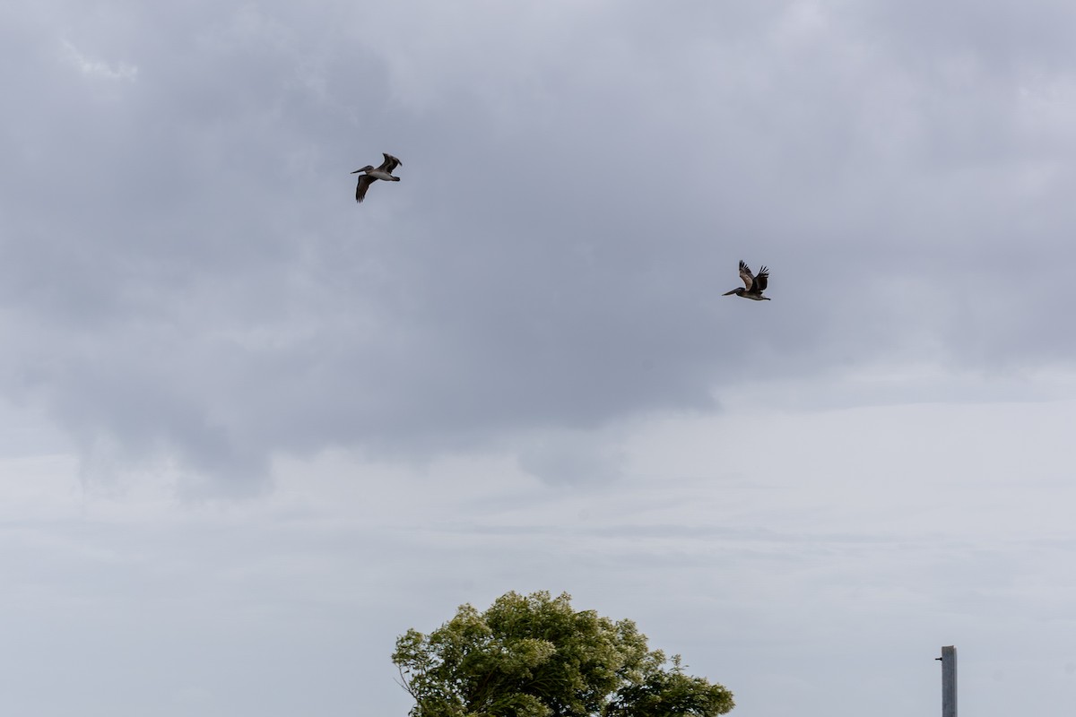 Brown Pelican - ML643374679