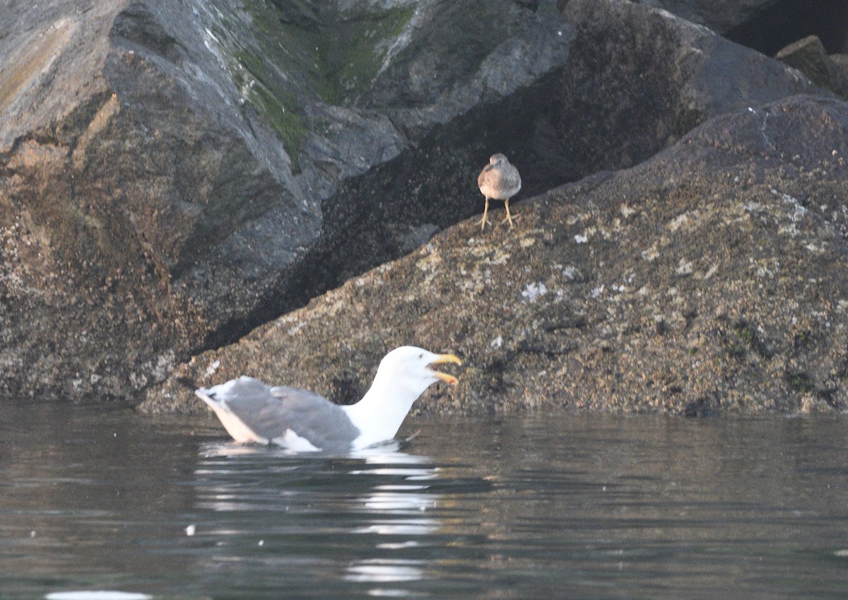 Surfbird - ML643374708