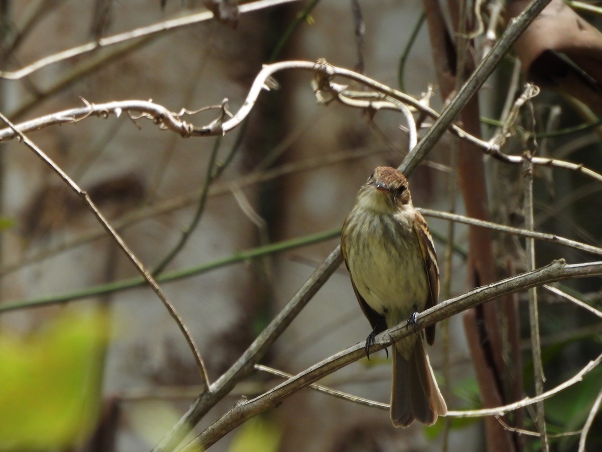 Bran-colored Flycatcher - ML643374722