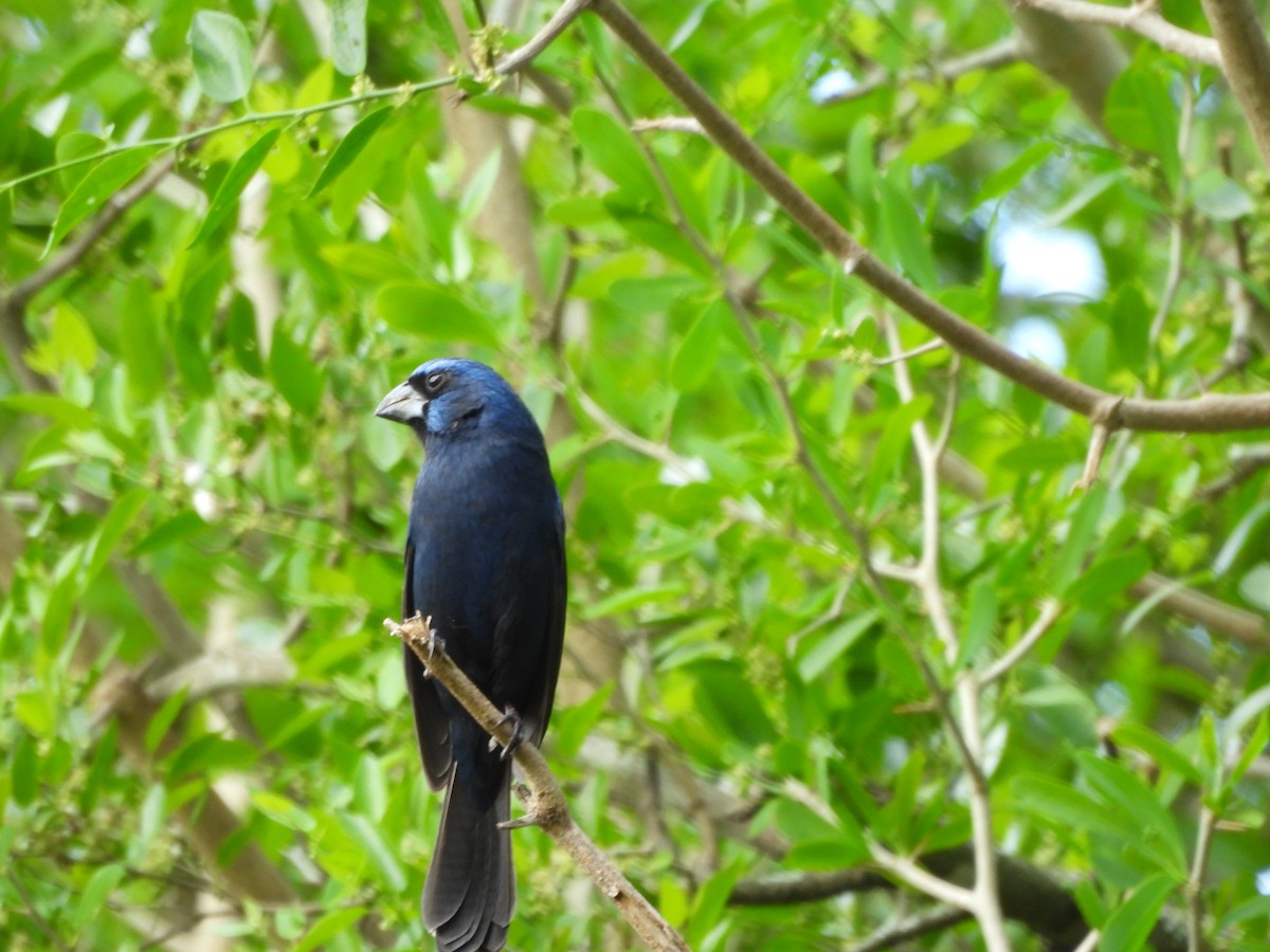 Ultramarine Grosbeak - ML643374733