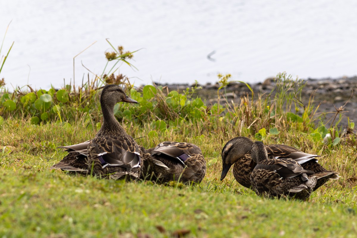 Mallard - ML643374741