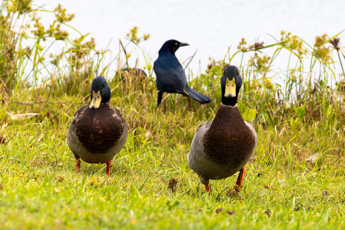 Mallard - ML643374742