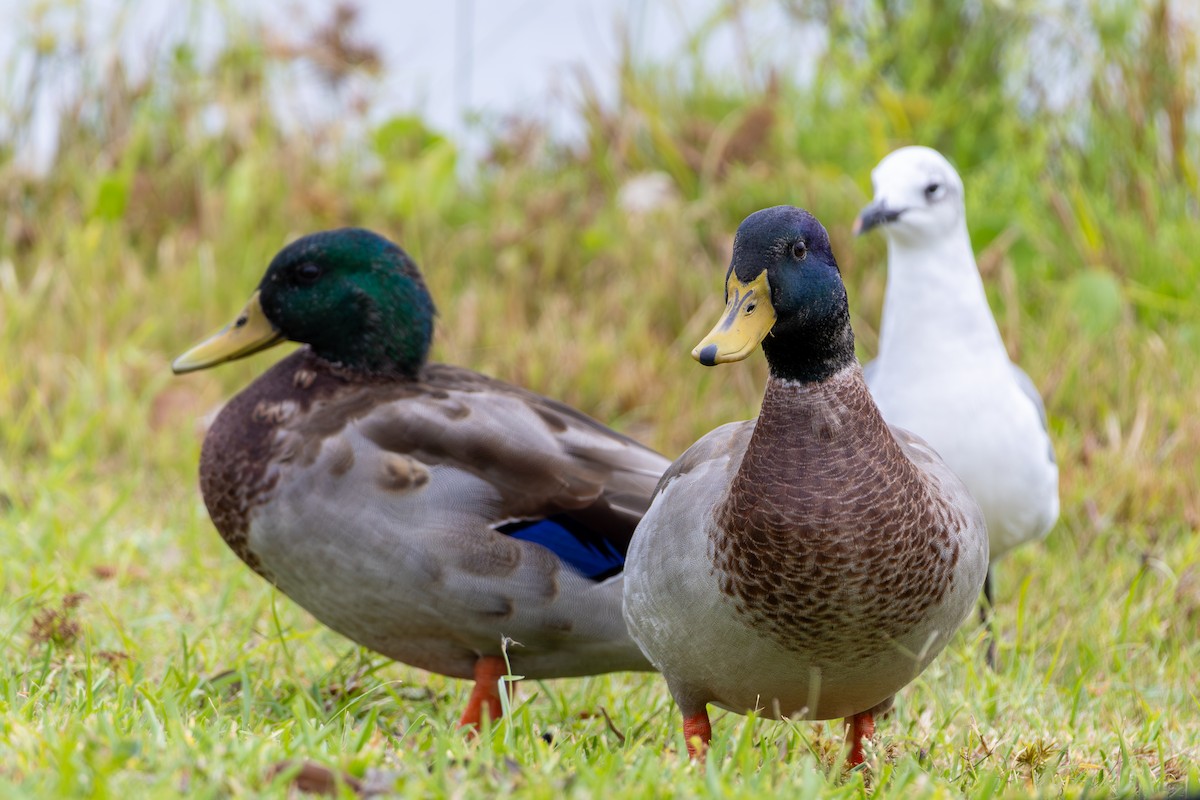Mallard - ML643374743