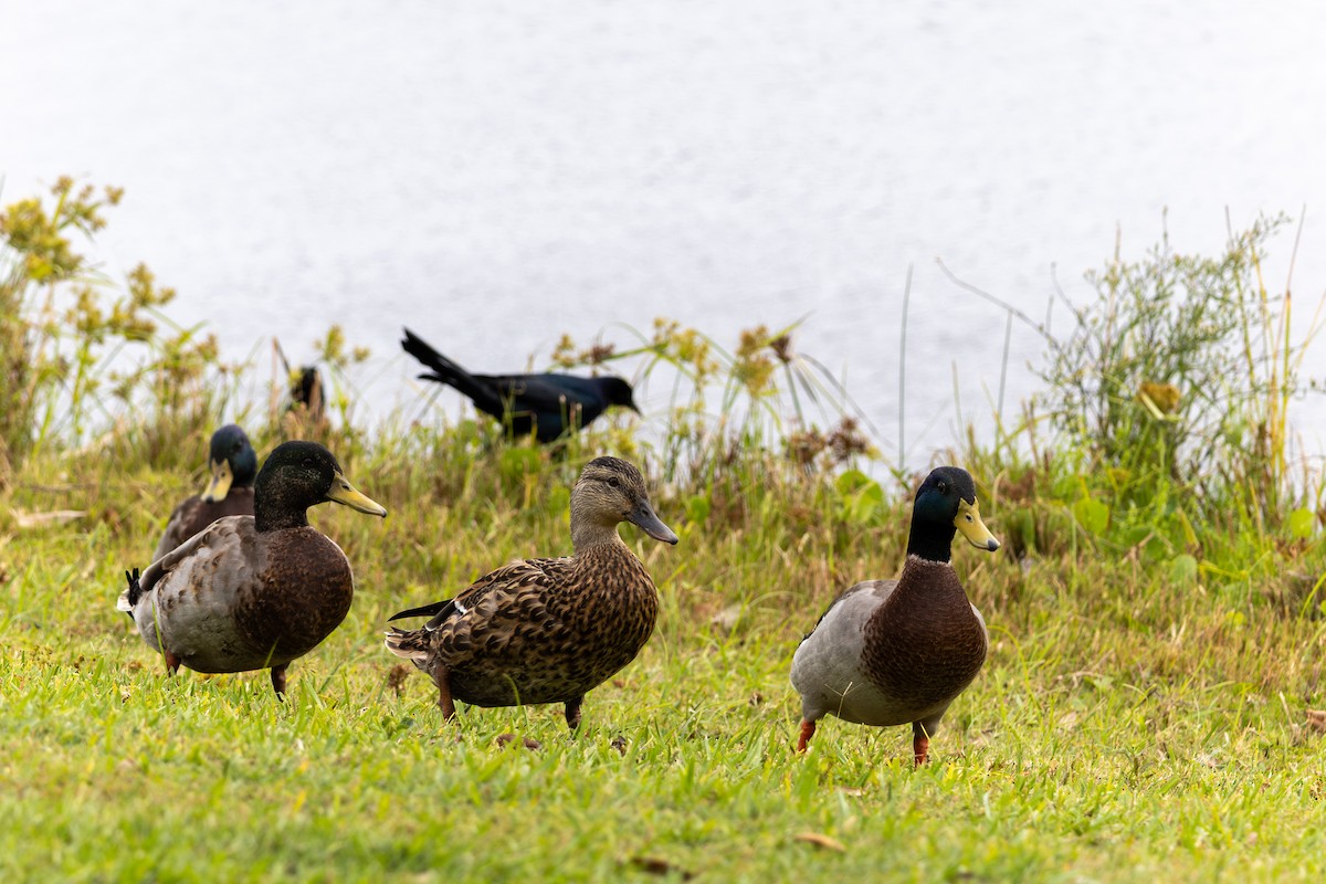 Mallard - ML643374744