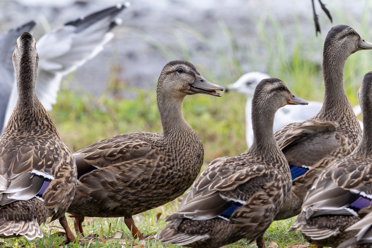 Mallard - ML643374745