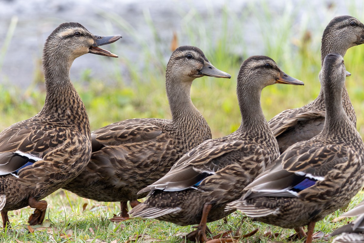Mallard - ML643374746