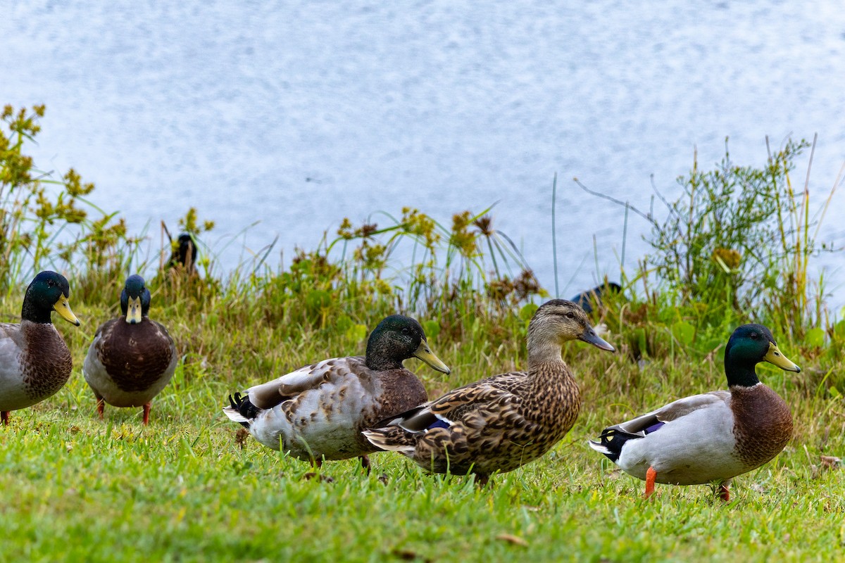 Mallard - ML643374747