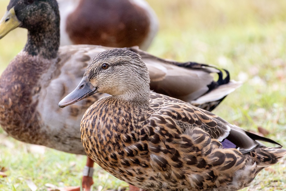 Mallard - ML643374748