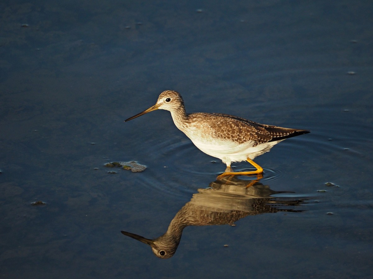 Greater Yellowlegs - ML643374753