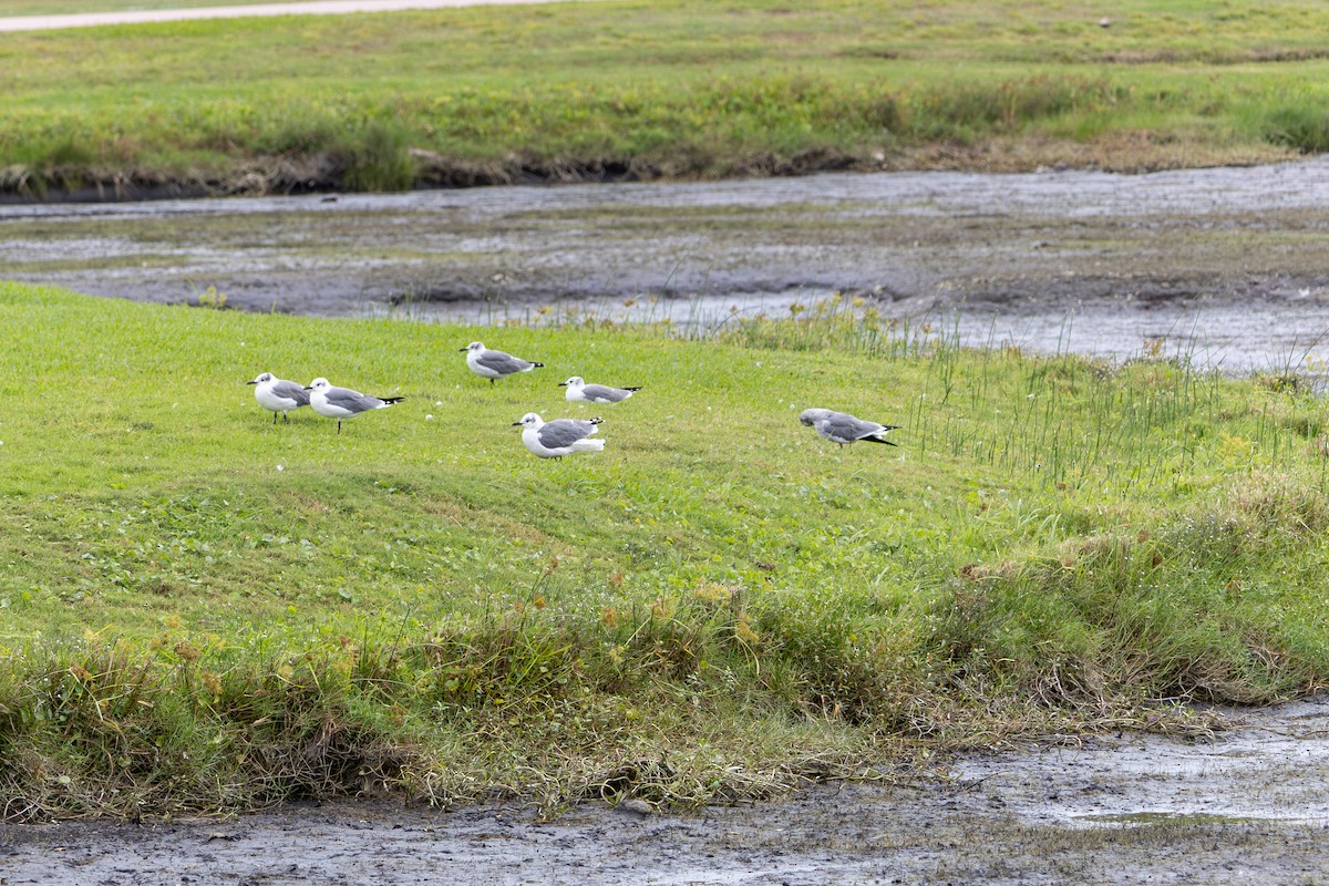 Laughing Gull - ML643374754