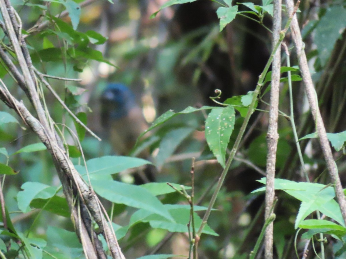 Glaucous-blue Grosbeak - ML643374755