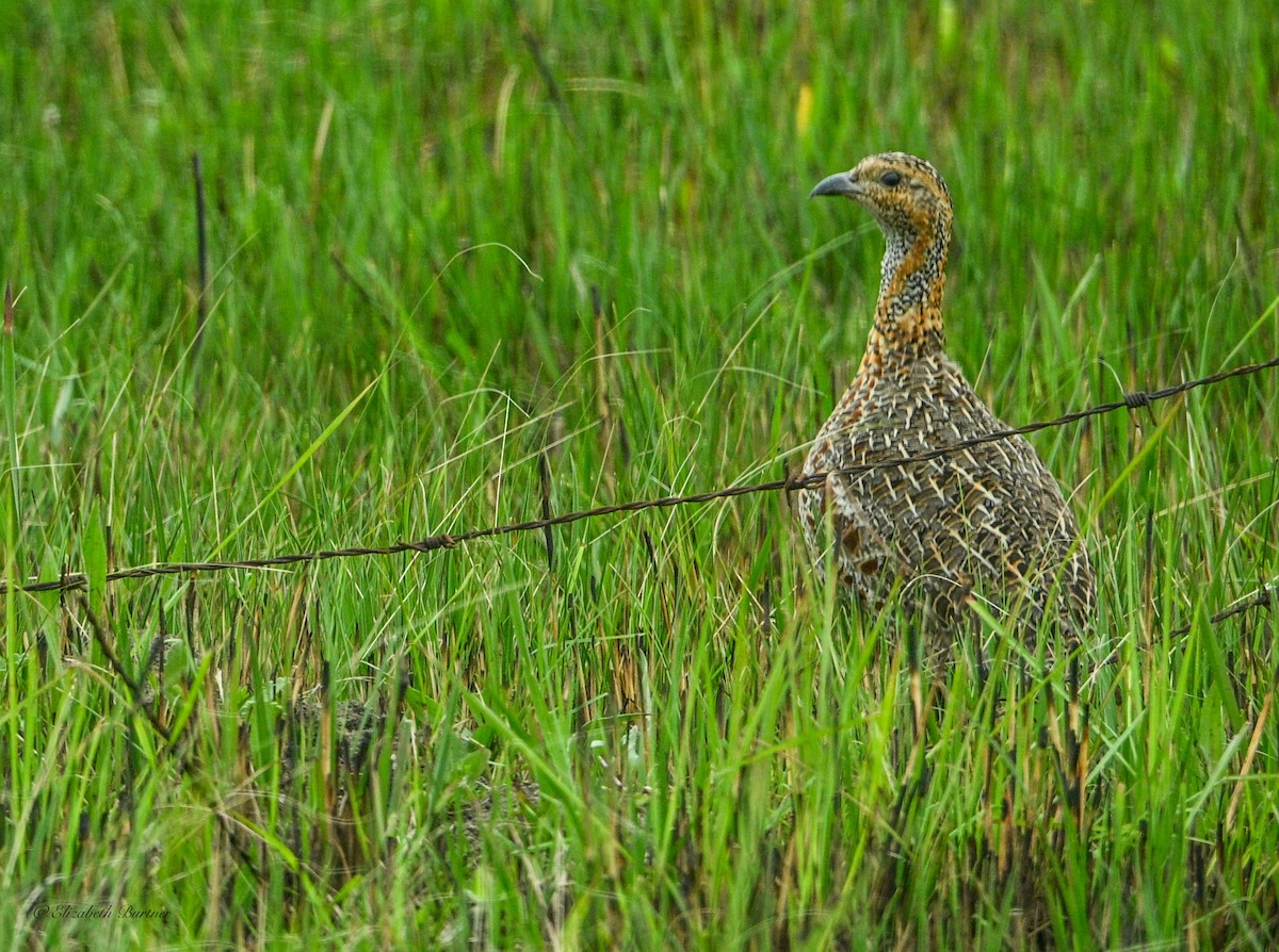 Red-winged Francolin - ML643374760