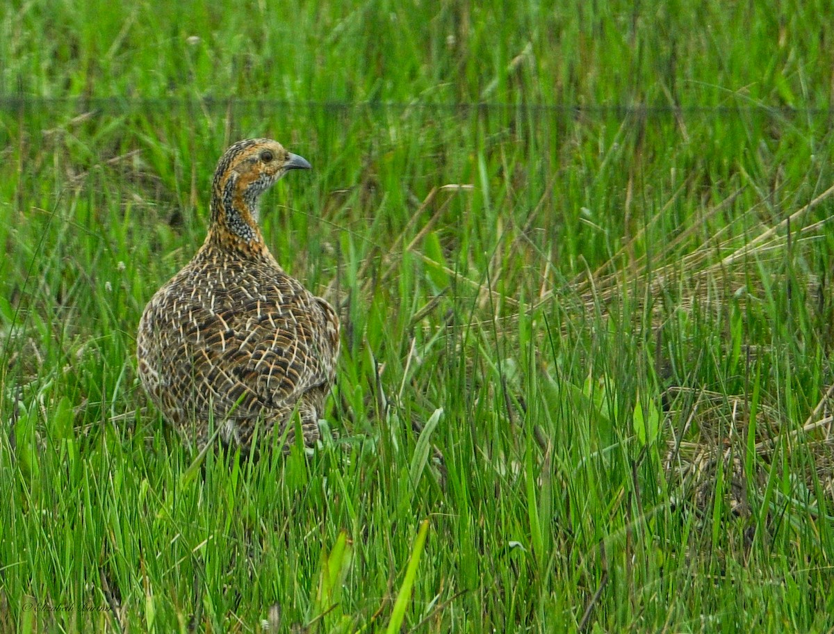Red-winged Francolin - ML643374761