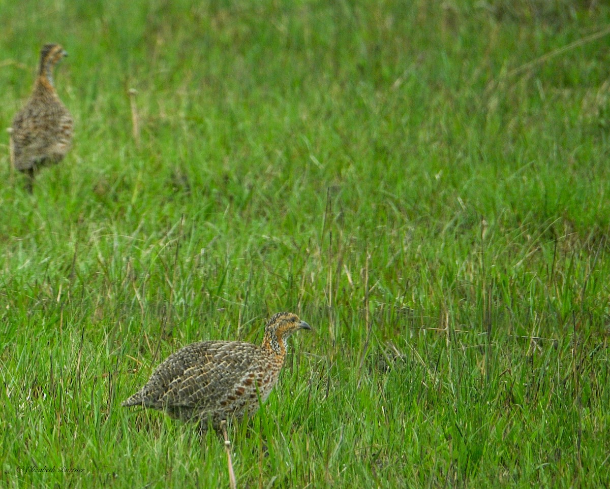 Red-winged Francolin - ML643374762