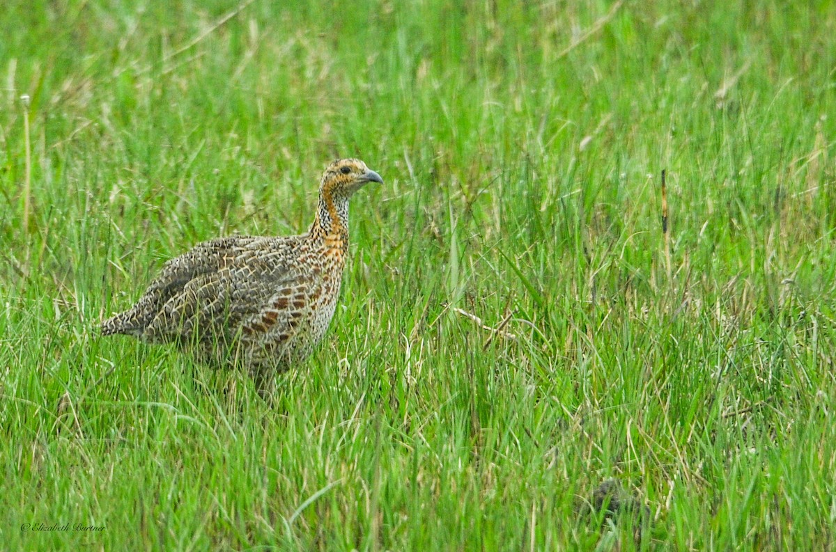 Red-winged Francolin - ML643374763