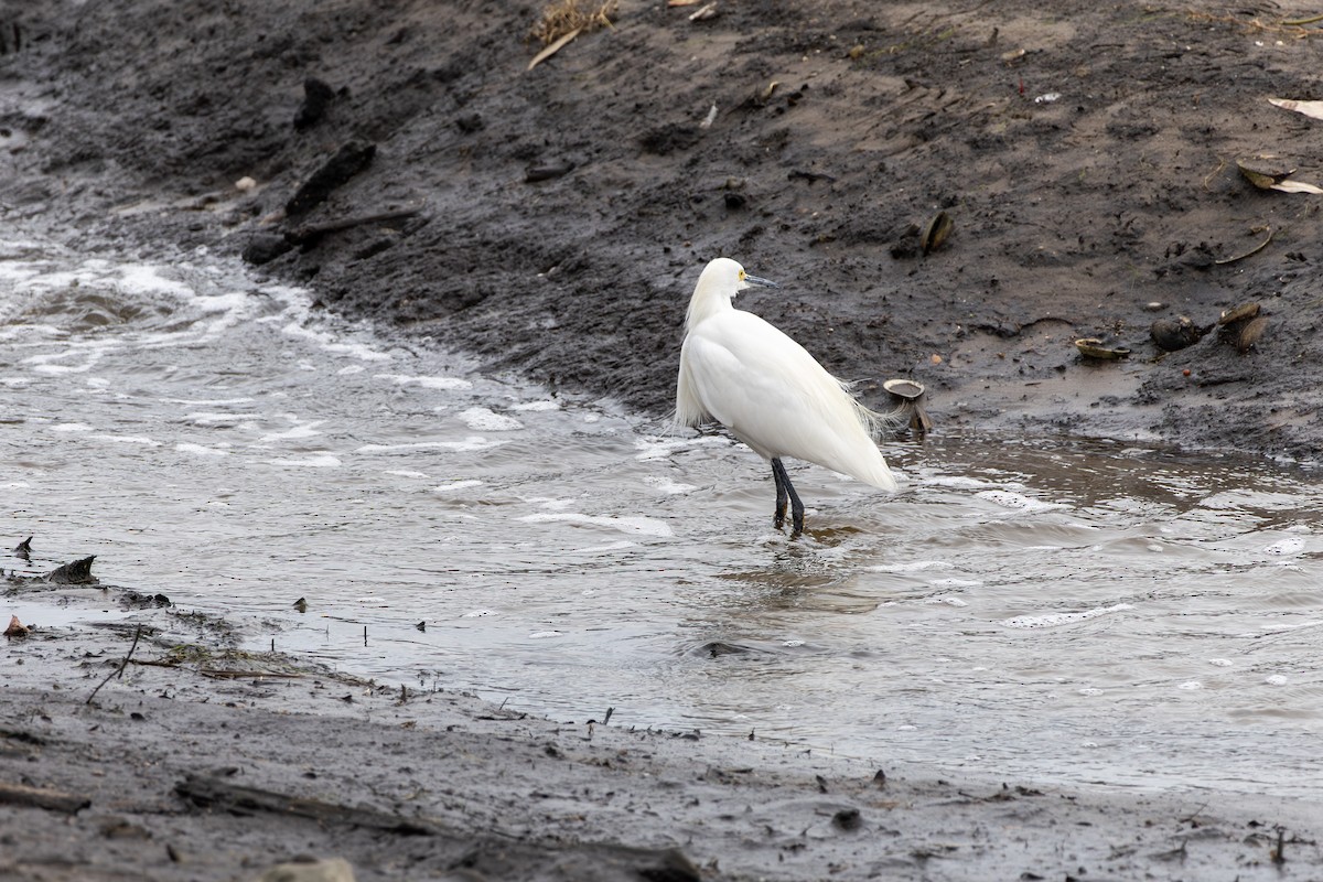 Snowy Egret - ML643374766