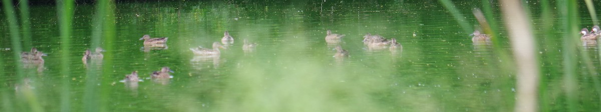 Blue-winged Teal - ML643374767