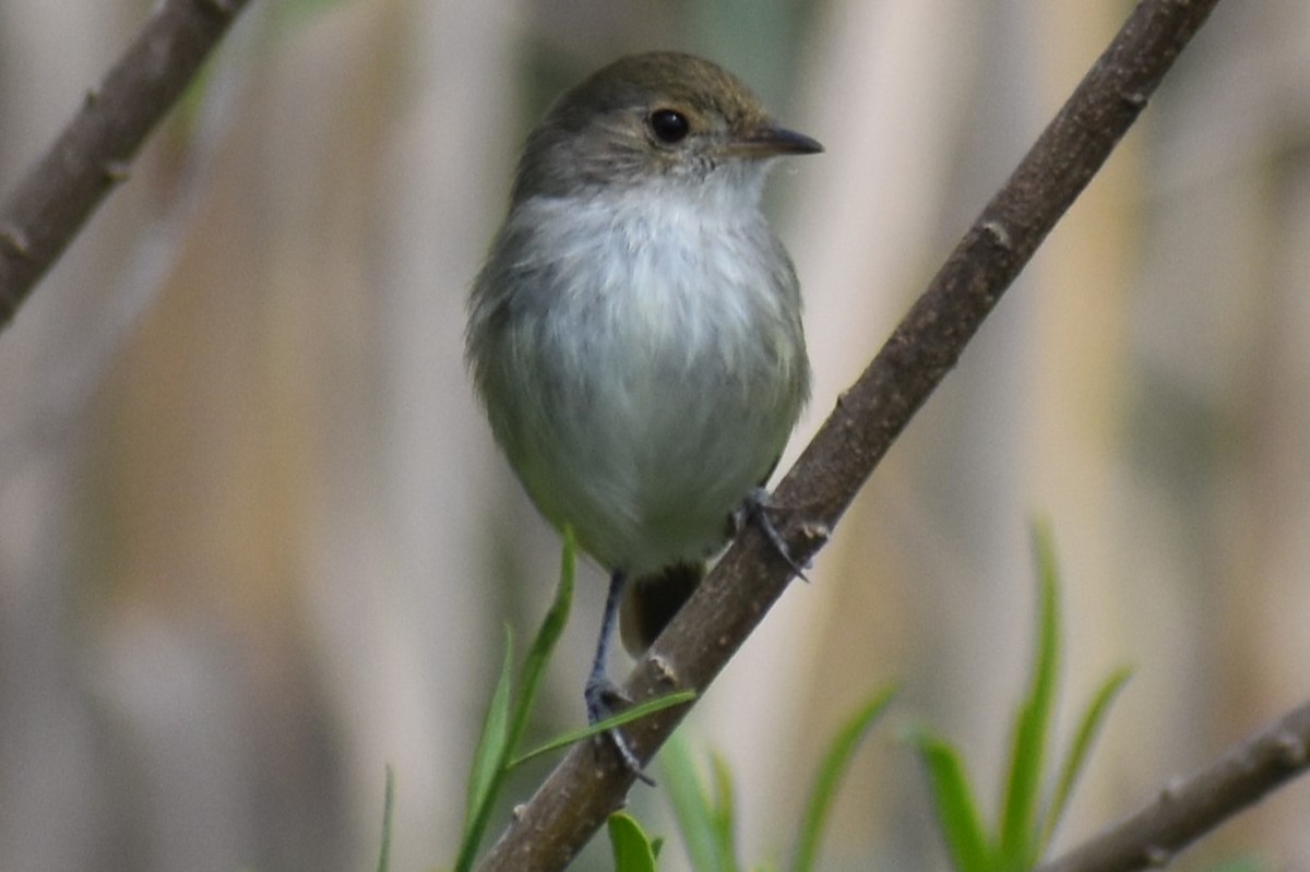Fulvous-crowned Scrub-Tyrant - ML643374769