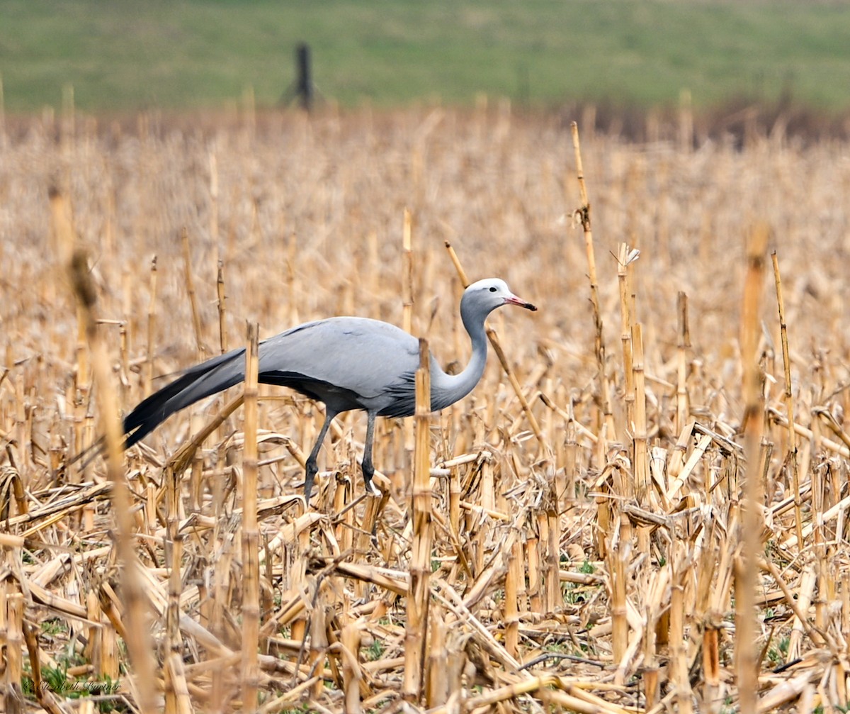 Blue Crane - ML643374782
