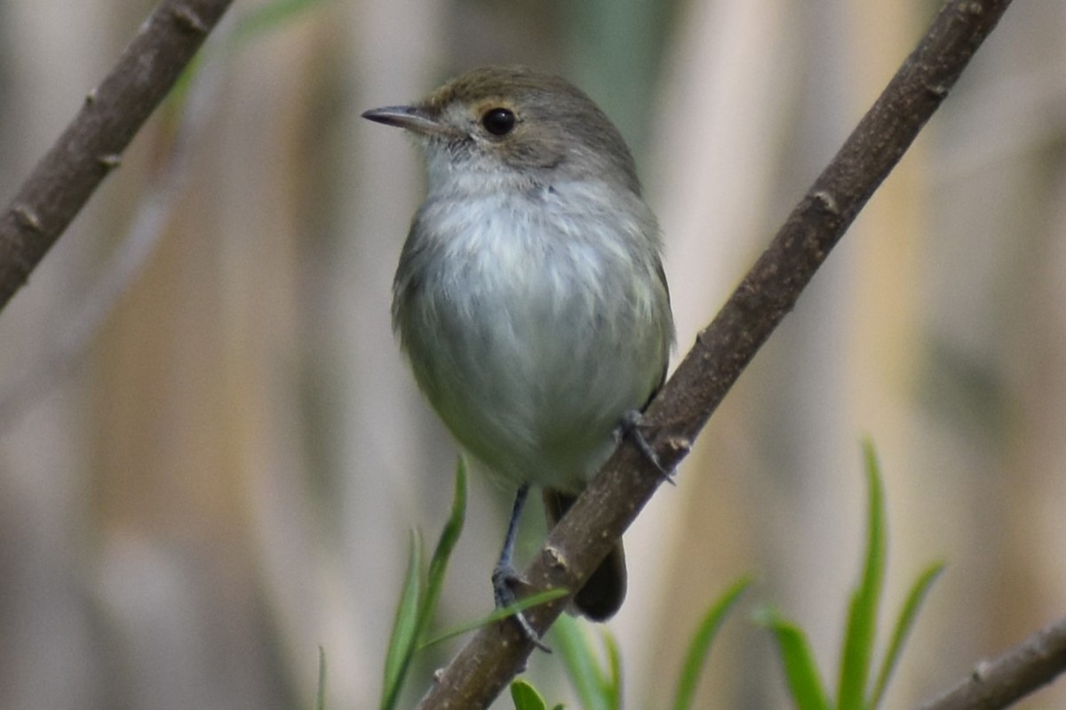Fulvous-crowned Scrub-Tyrant - ML643374802