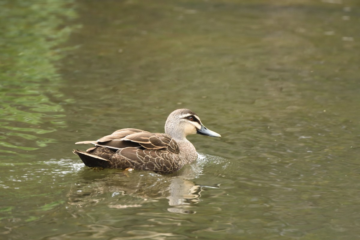 Pacific Black Duck - ML643374809