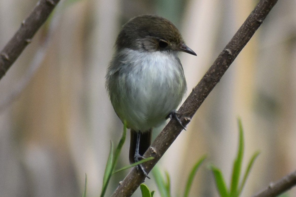 Fulvous-crowned Scrub-Tyrant - ML643374822