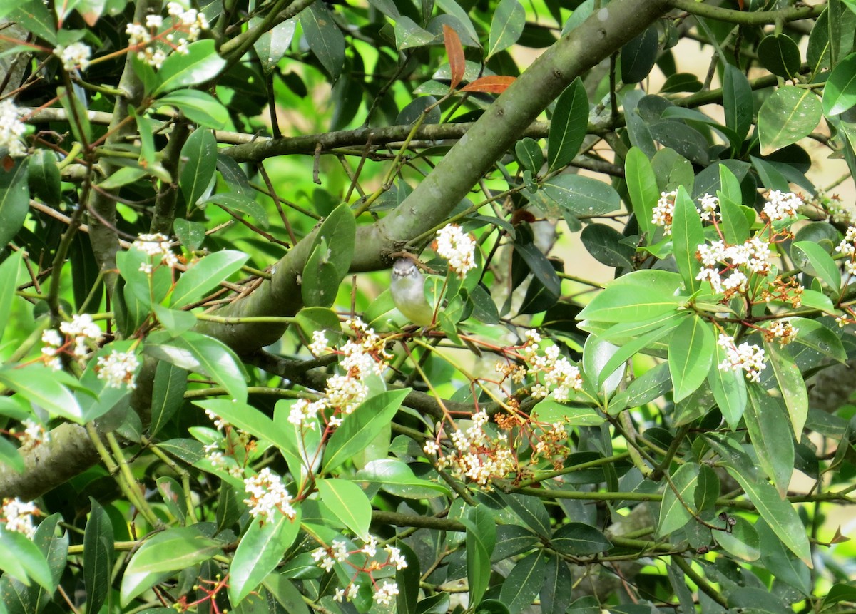 White-crested Tyrannulet - ML643374824