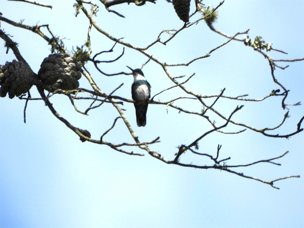 White-throated Hummingbird - ML643374826