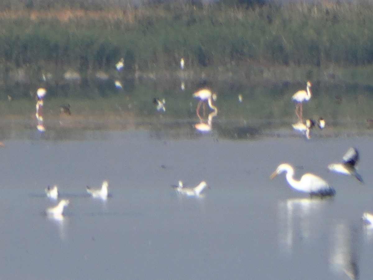 Gabbiano roseo - ML643374863