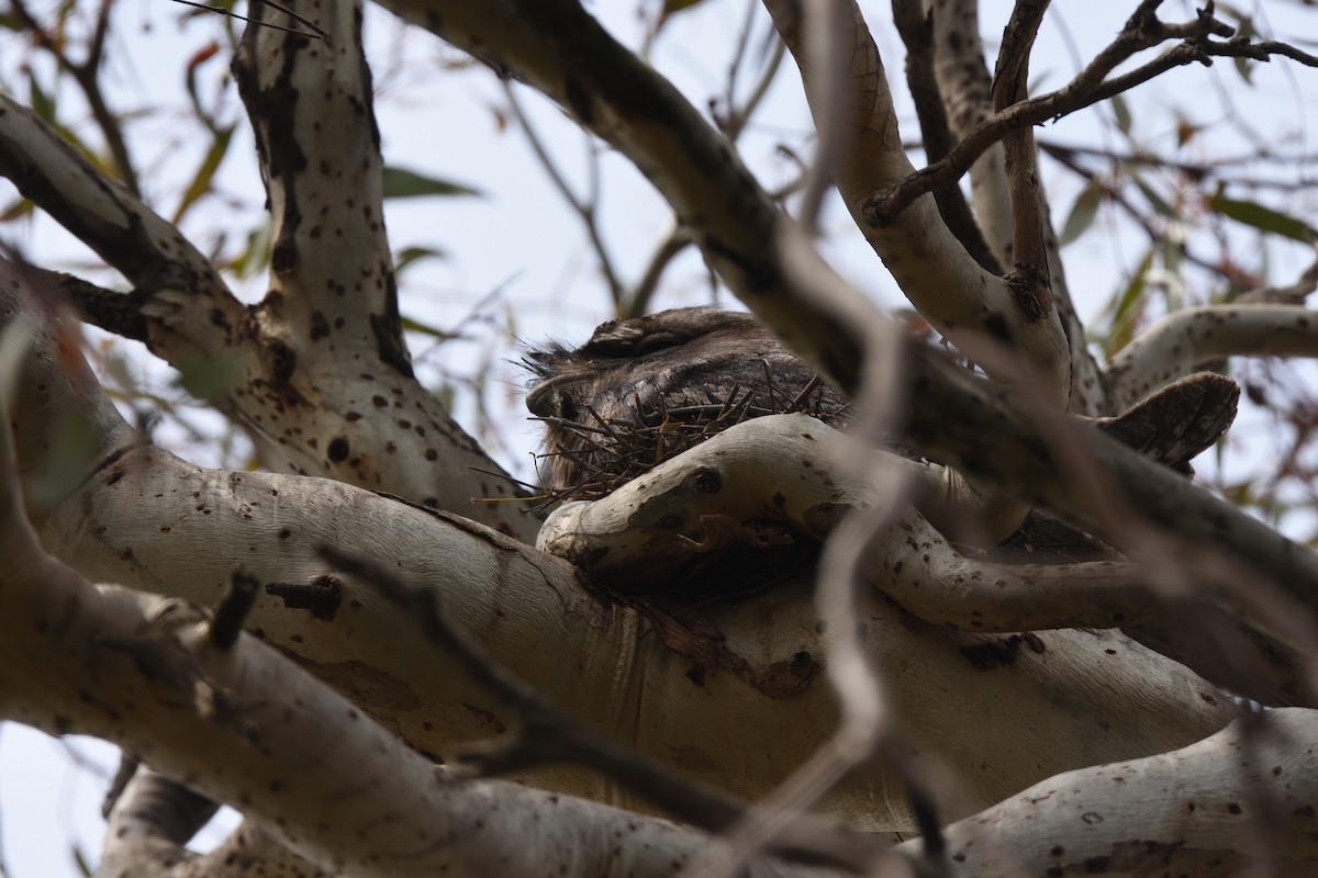 Tawny Frogmouth - ML643374867