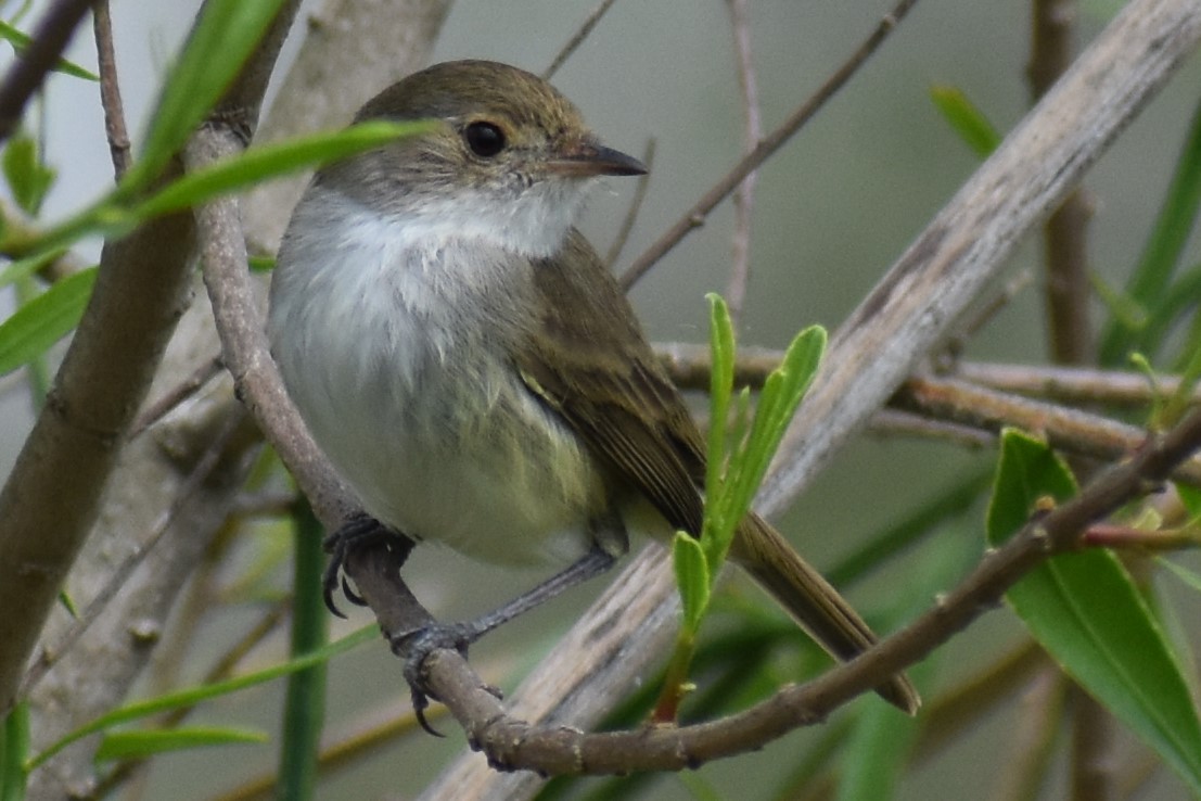 Fulvous-crowned Scrub-Tyrant - ML643374871