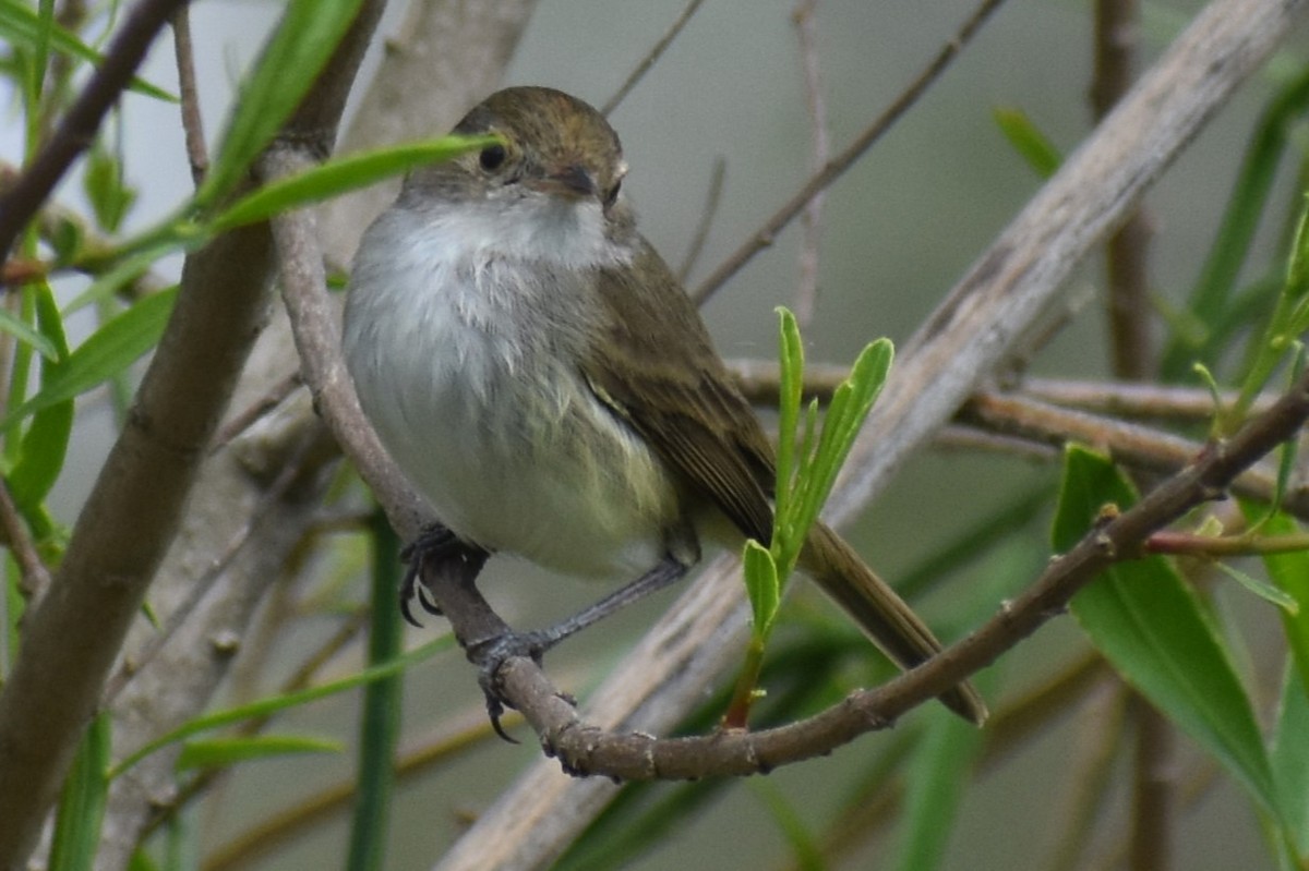 Fulvous-crowned Scrub-Tyrant - ML643374872