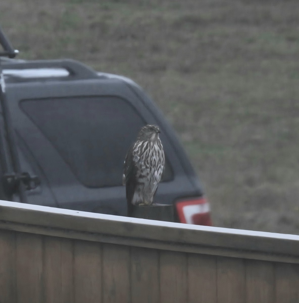 Cooper's Hawk - ML643374876