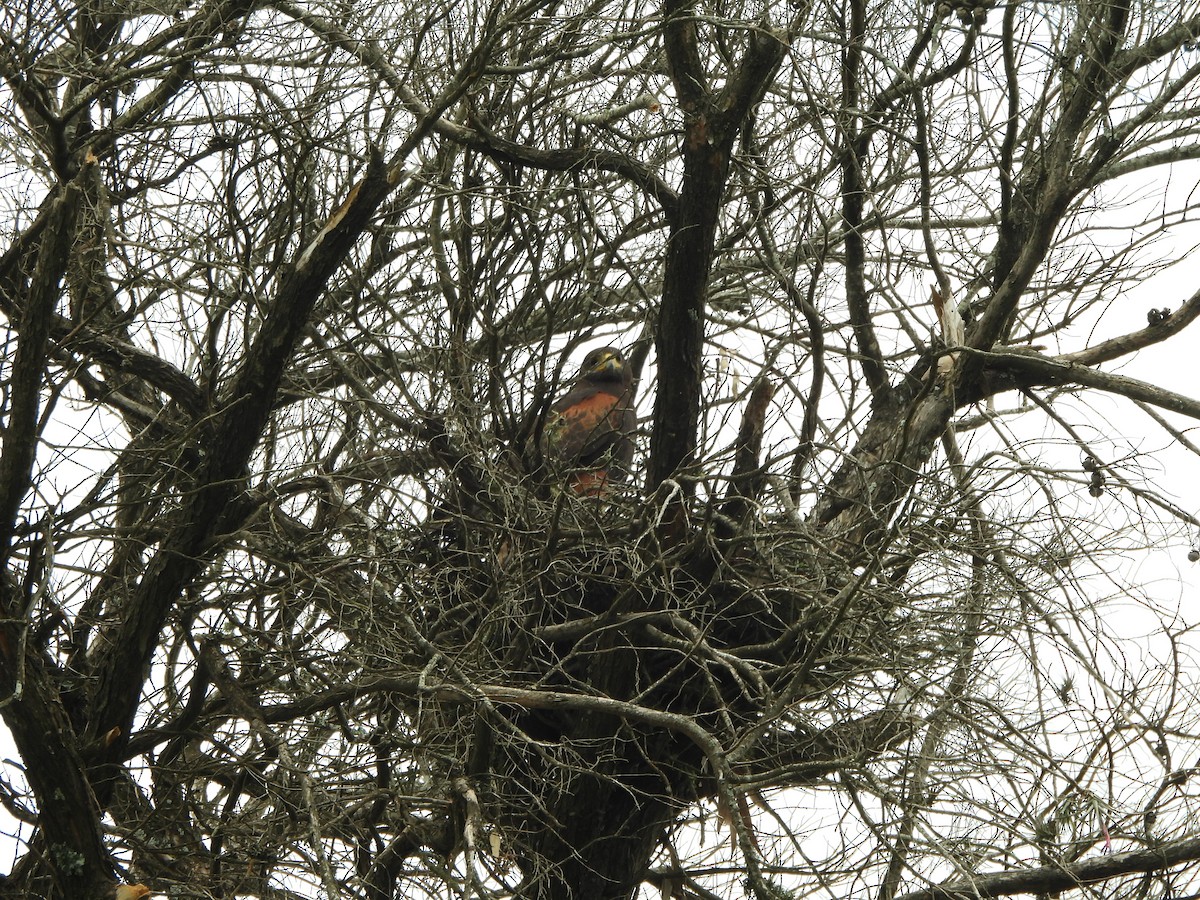 Harris's Hawk - ML643374878