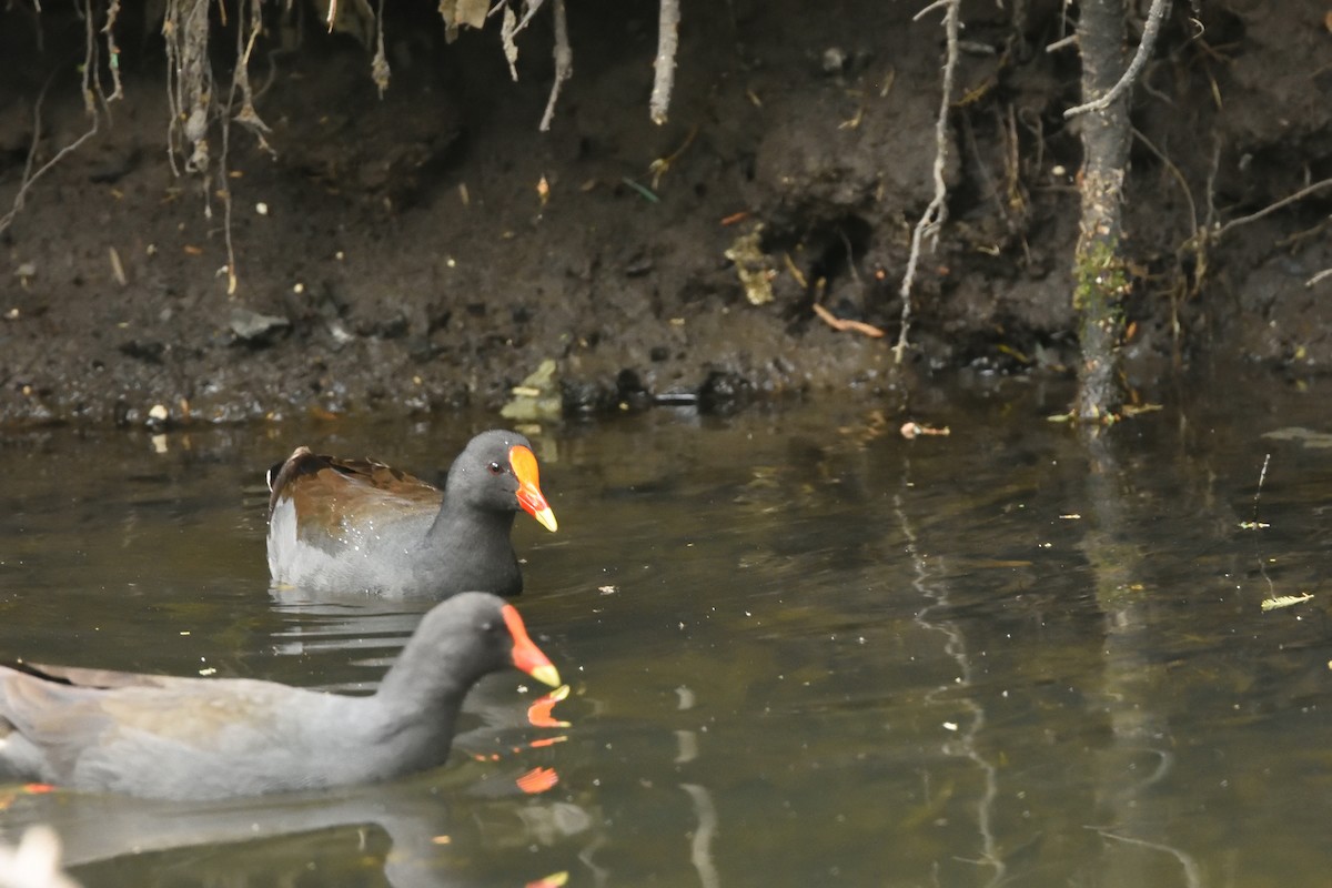 Dusky Moorhen - ML643374882