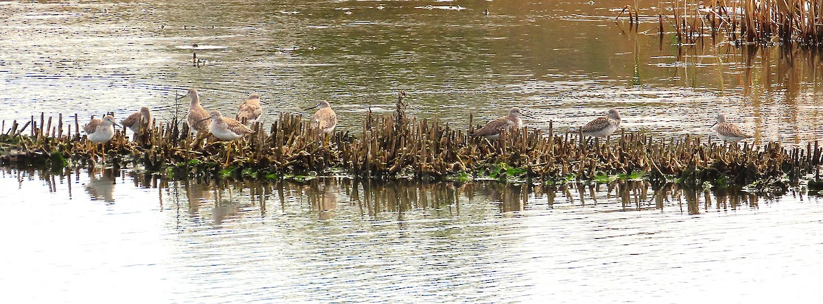 Greater Yellowlegs - ML643374889