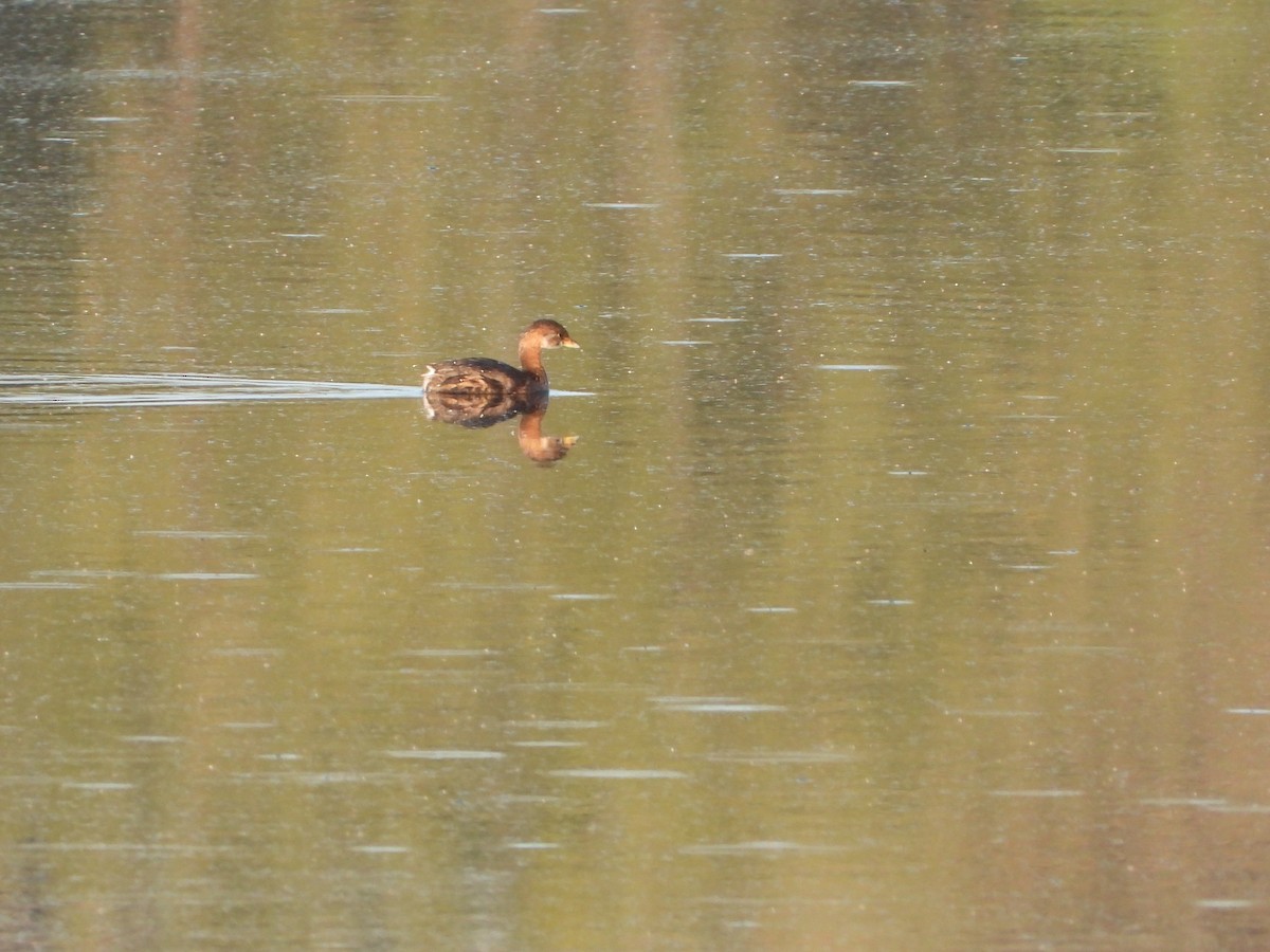 Pied-billed Grebe - ML643374890